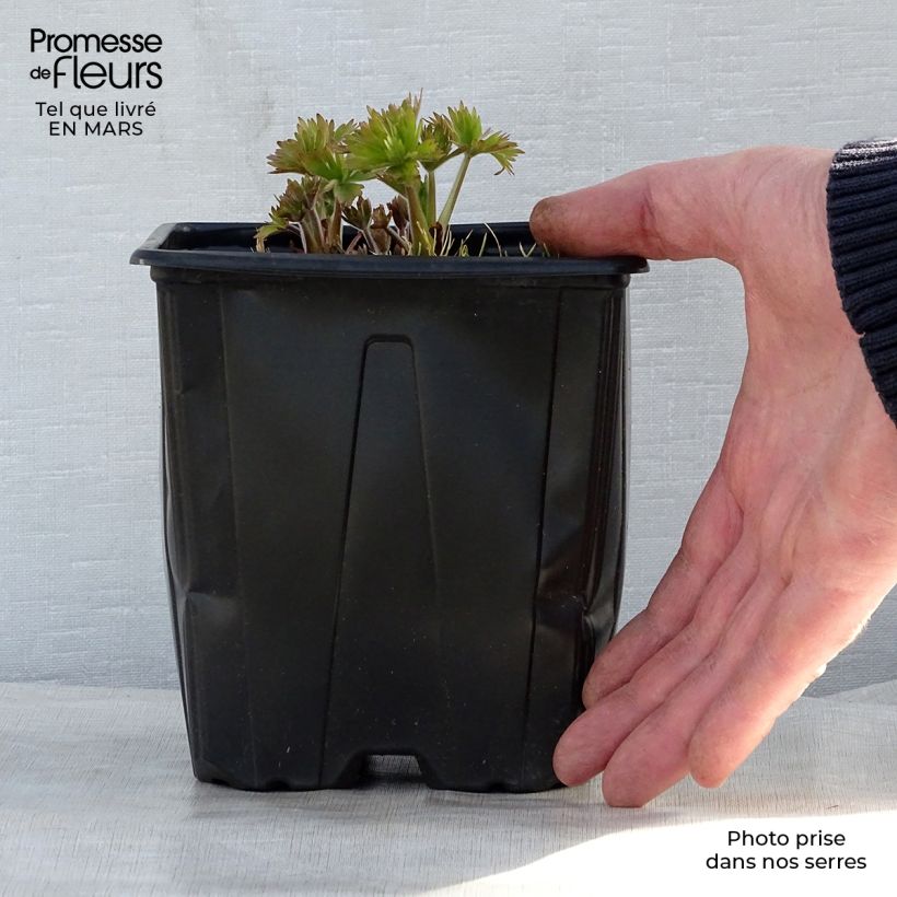 Delphinium Pacific-hybrid King Arthur - Speronella Vaso da 2L/3L esemplare consegnato in primavera