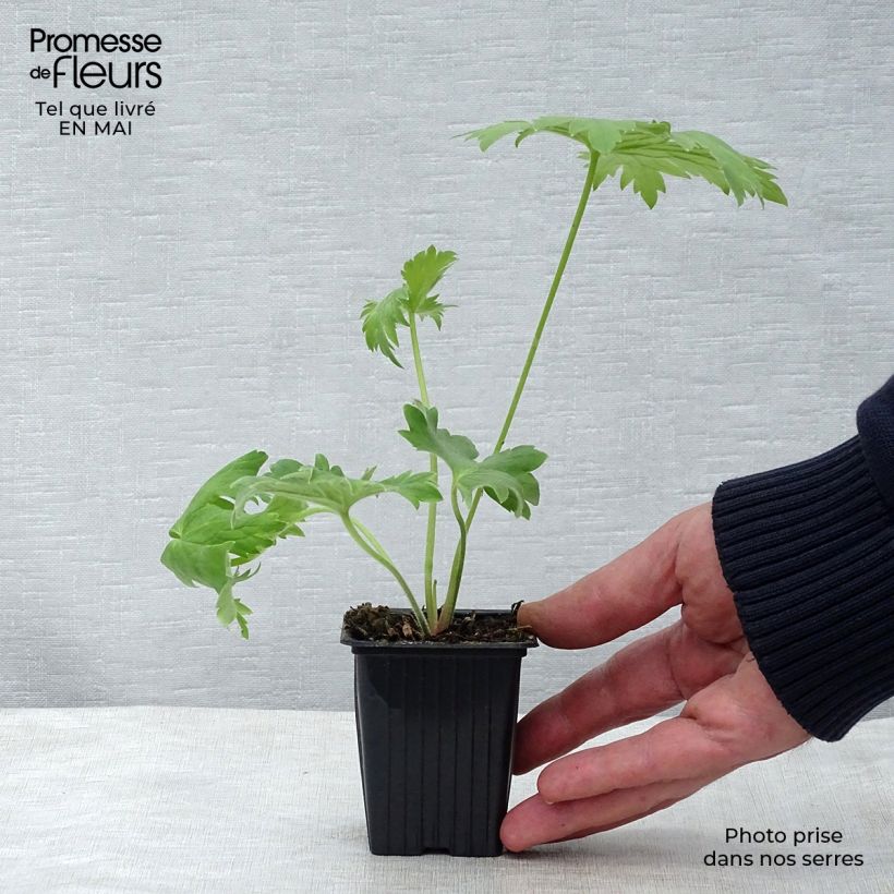 Delphinium Pacific-hybrid King Arthur - Speronella Vasetto da 7/8 cm esemplare consegnato in primavera