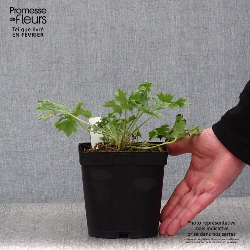 Delphinium Pacific-hybrid King Arthur - Speronella Vaso da 2L/3L esemplare consegnato in inverno