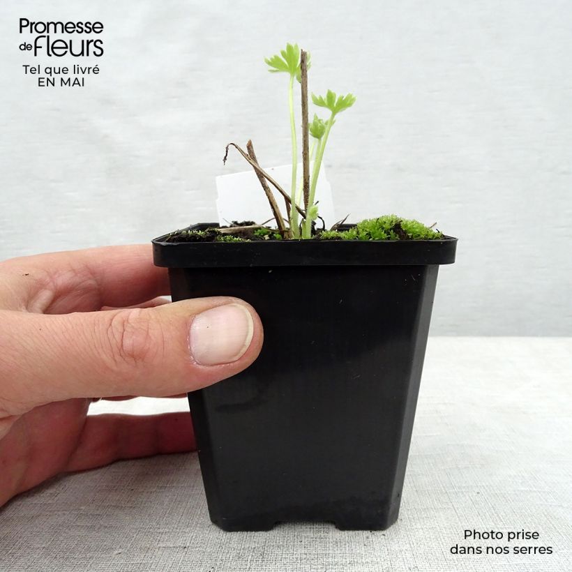 Delphinium Pacific-hybrid Summer Skies - Speronella Vasetto da 7/8 cm esemplare consegnato in primavera