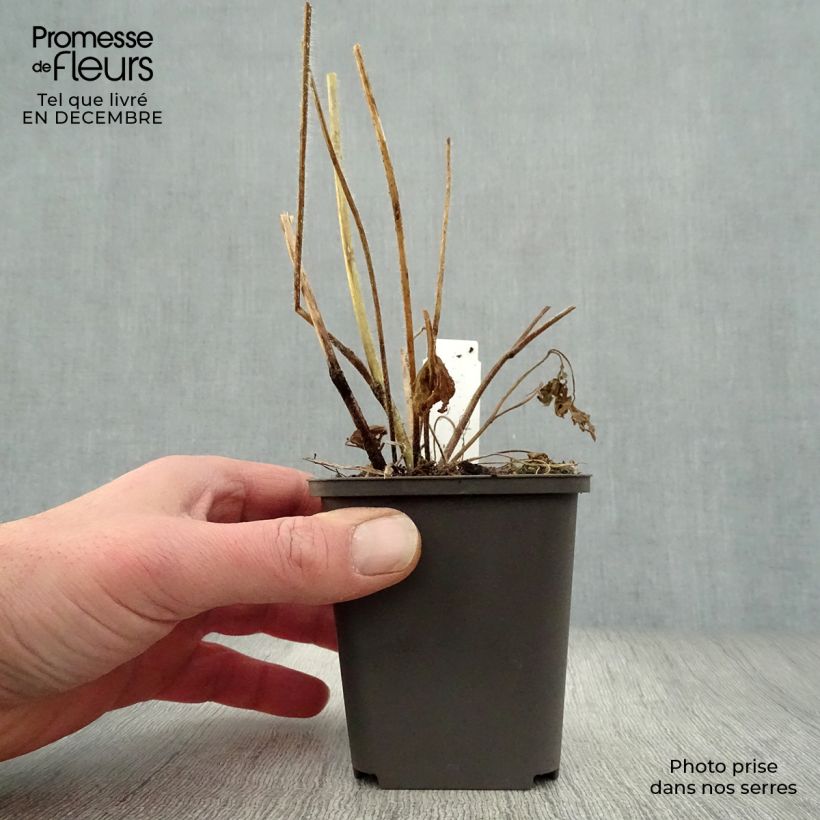 Delphinium Pacific-hybrid Summer Skies - Speronella Vasetto da 7/8 cm esemplare consegnato in inverno