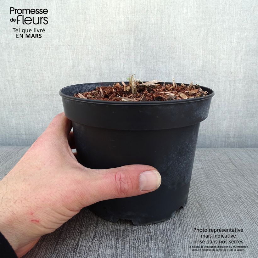 Delphinium Pacific-hybrid Summer Skies - Speronella Vaso da 2L/3L esemplare consegnato in inverno