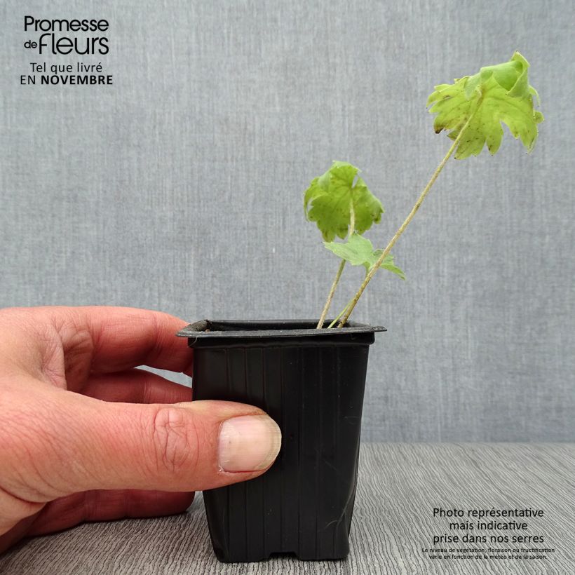 Esemplare di Delphinium Pacific-hybrid Summer Skies - Speronella Vasetto da 7/8 cm come consegnato in autunno
