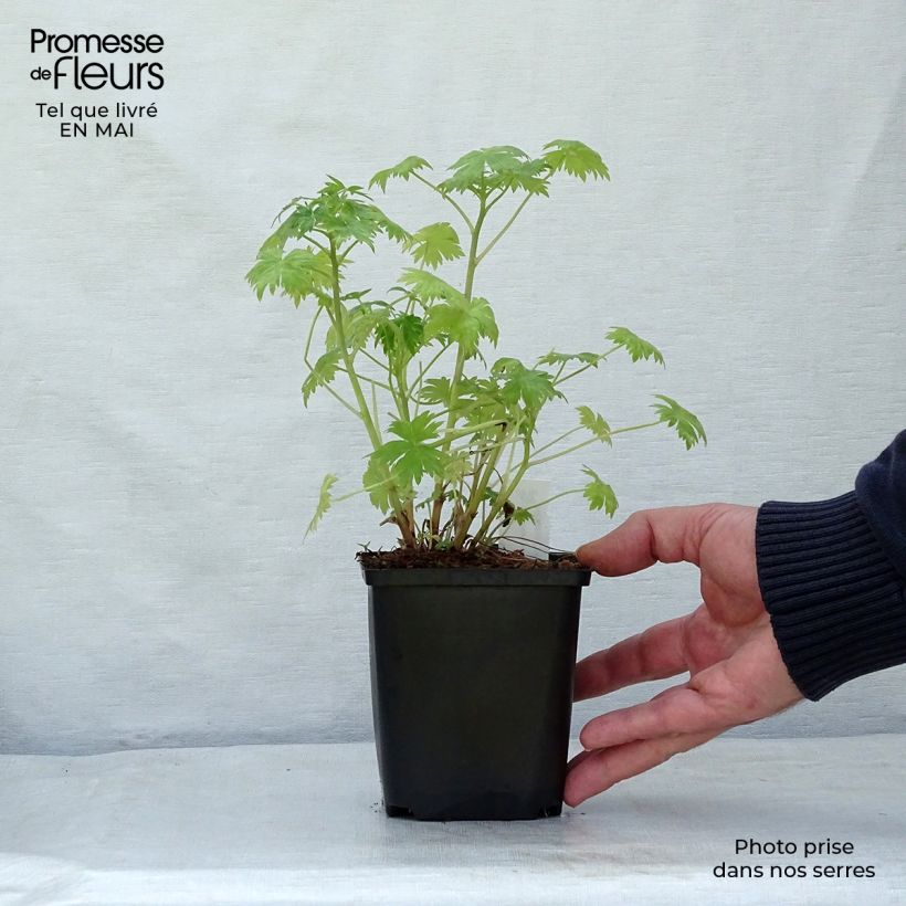 Delphinium ruysii Pink Sensation - Speronella Vasetto da 8/9 cm esemplare consegnato in primavera