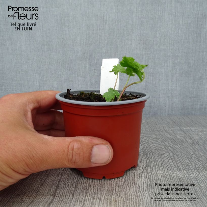 Esemplare di Delphinium Pacific-hybrid Magic Fountain Sky Blue-White Bee - Speronella Vasetto da 8/9 cm consegnato in estate