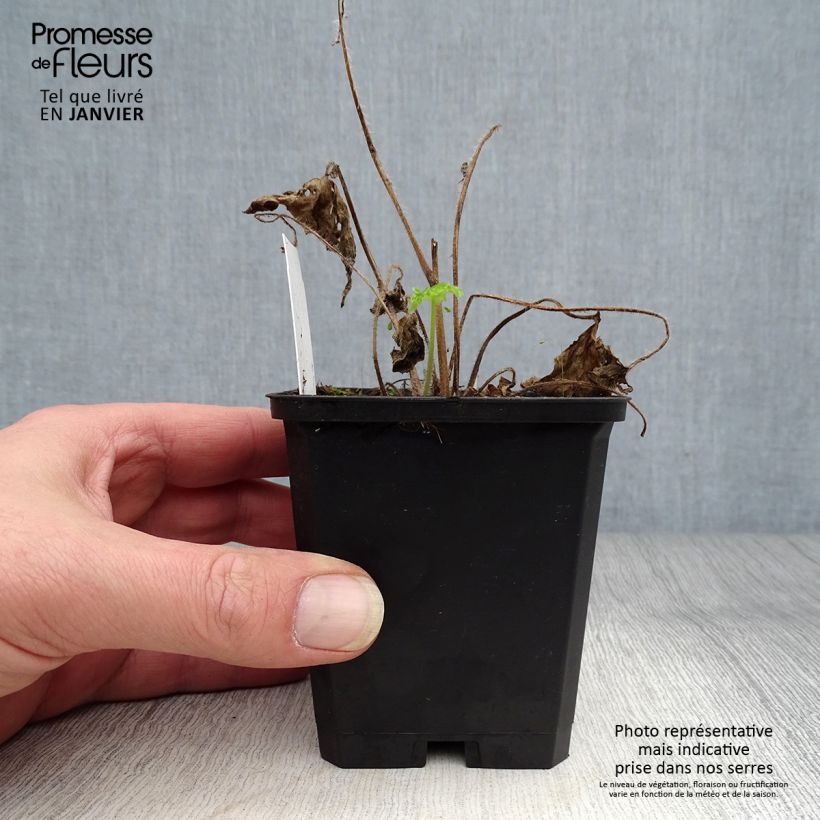 Delphinium Pacific-hybrid Magic Fountain Sky Blue-White Bee - Speronella Vasetto da 8/9 cm esemplare consegnato in inverno