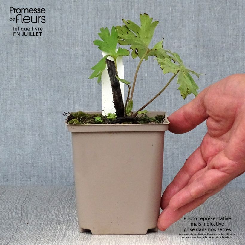 Esemplare di Delphinium Strawberry Fair - Speronella Vasetto da 8/9 cm consegnato in estate
