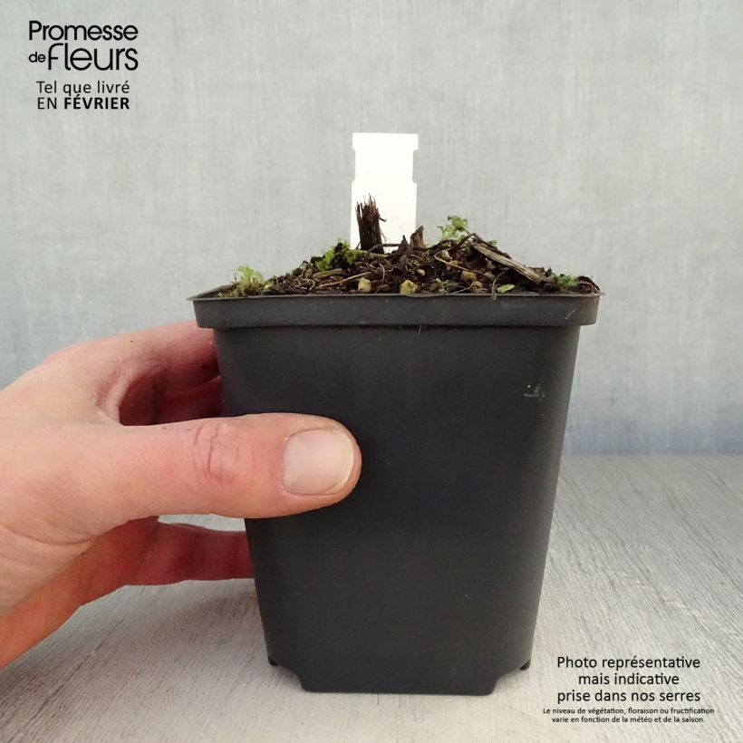 Delphinium Strawberry Fair - Speronella Vasetto da 8/9 cm esemplare consegnato in inverno