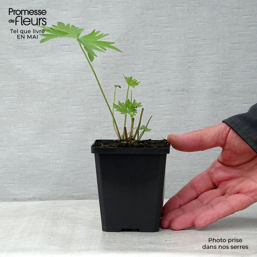 Delphinium belladona Bellamosum - Speronella Vasetto da 7/8 cm esemplare consegnato in primavera