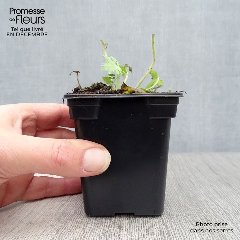 Delphinium belladona Bellamosum - Speronella Vasetto da 7/8 cm esemplare consegnato in inverno