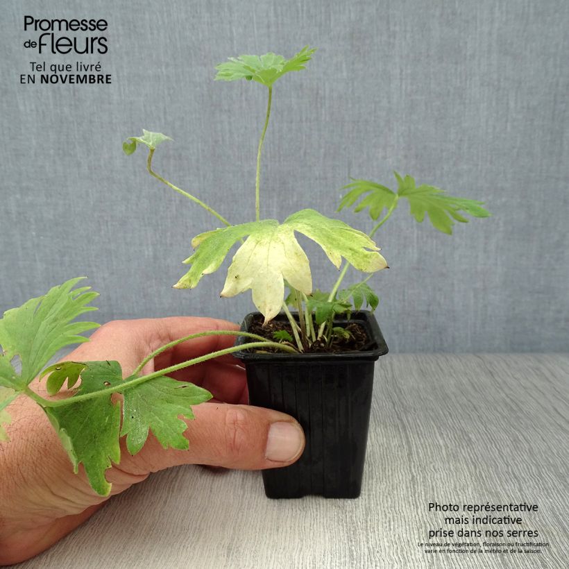 Esemplare di Delphinium belladona Bellamosum - Speronella Vasetto da 7/8 cm come consegnato in autunno