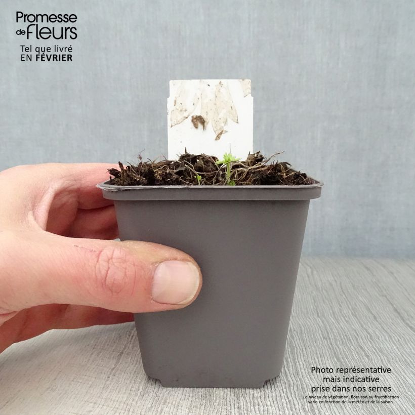 Delphinium belladona Cliveden Beauty - Speronella Vasetto da 7/8 cm esemplare consegnato in inverno