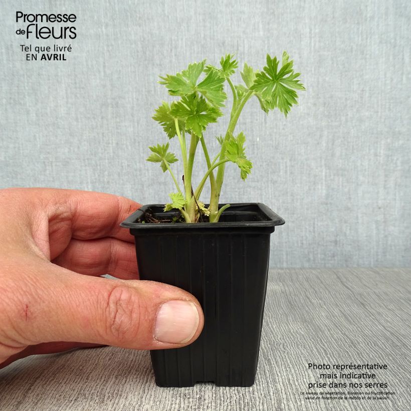 Delphinium belladona Cliveden Beauty - Speronella Vasetto da 7/8 cm esemplare consegnato in primavera