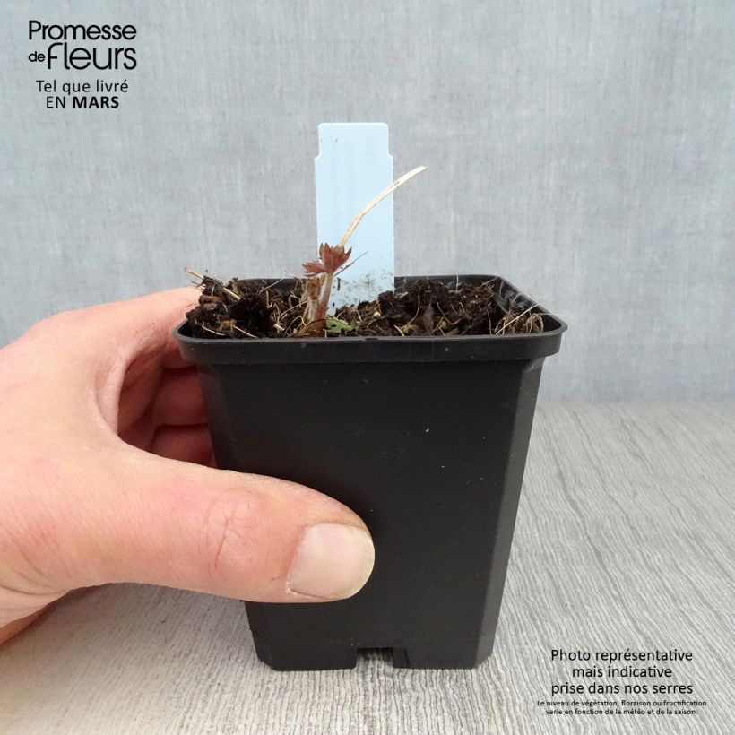 Delphinium belladona Delphinium belladonna Kleine Nachtmusik - Speronella Vasetto da 8/9 cm esemplare consegnato in primavera