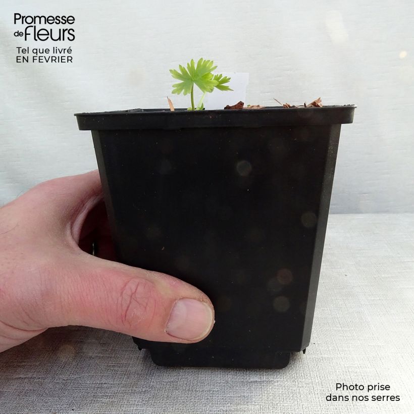 Delphinium belladona Moerheimii - Speronella Vasetto da 8/9 cm esemplare consegnato in inverno