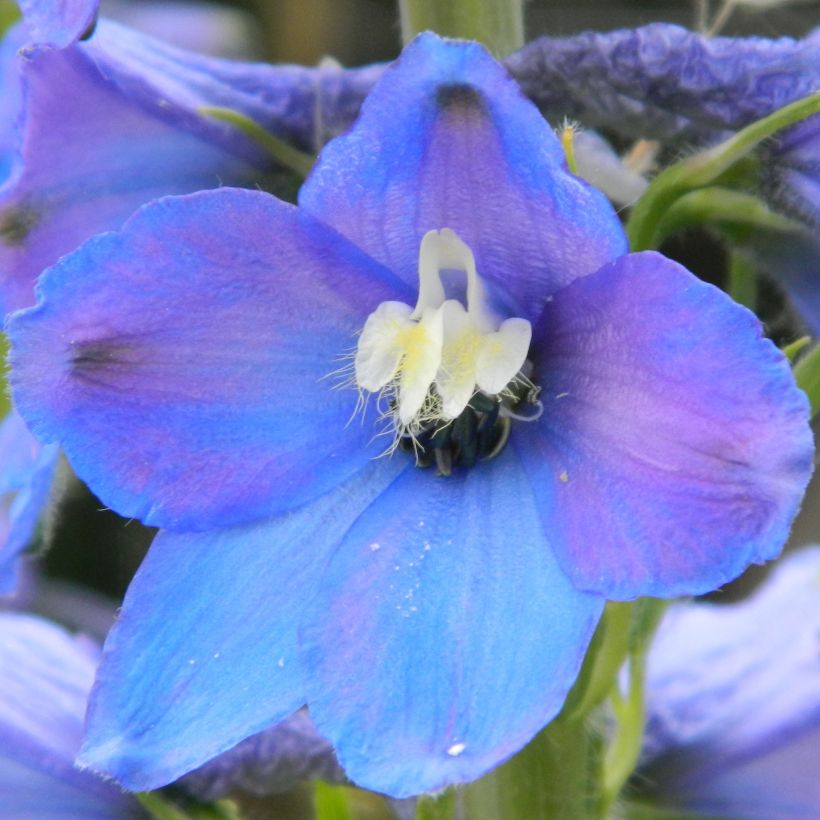 Delphinium belladona Piccolo - Speronella (Fioritura)