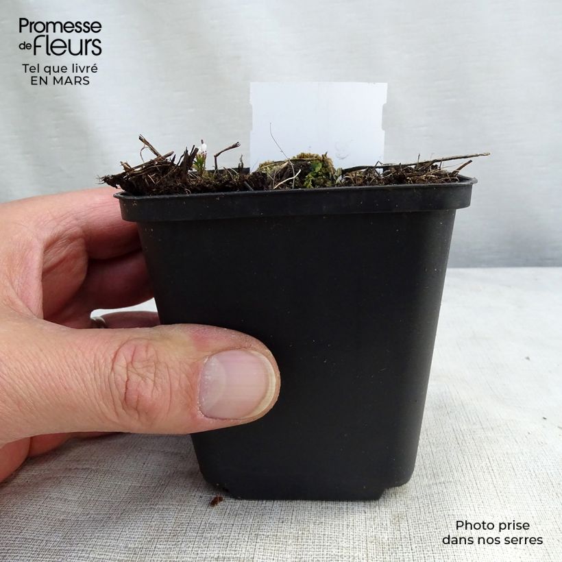 Delphinium belladona Piccolo - Speronella Vasetto da 8/9 cm esemplare consegnato in inverno