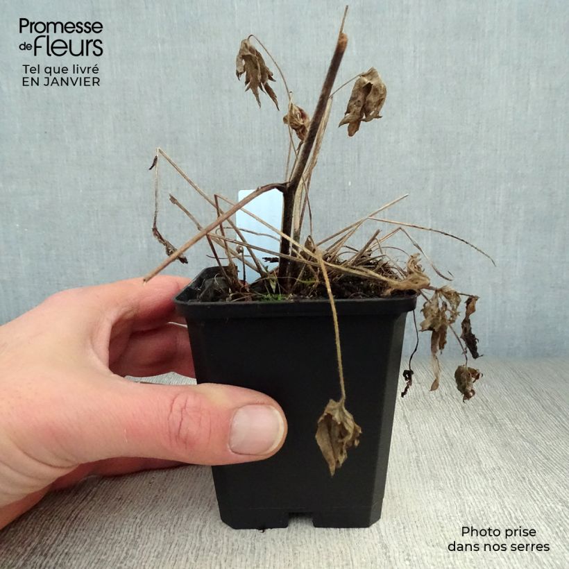 Delphinium belladonna Völkerfrieden - Speronella Vasetto da 8/9 cm esemplare consegnato in inverno