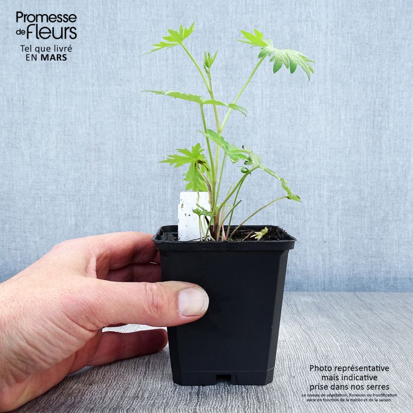 Delphinium belladonna Völkerfrieden - Speronella Vasetto da 8/9 cm esemplare consegnato in primavera