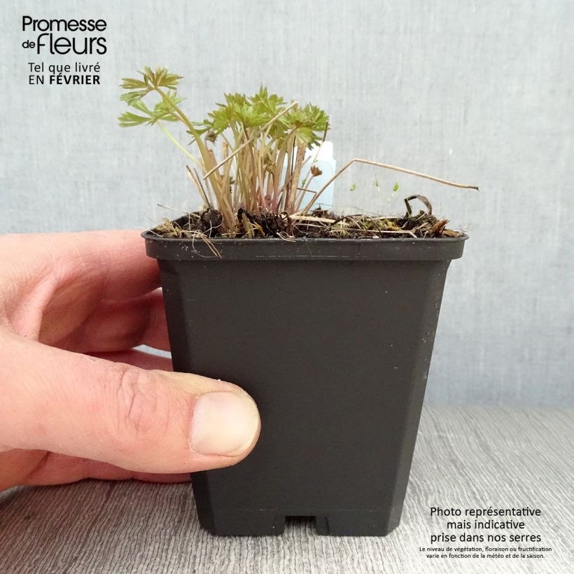 Delphinium grandiflorum Blauer Zwerg - Speronella Vasetto da 8/9 cm esemplare consegnato in inverno
