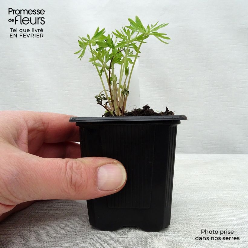 Delphinium grandiflorum - Speronella Vasetto da 7/8 cm esemplare consegnato in inverno