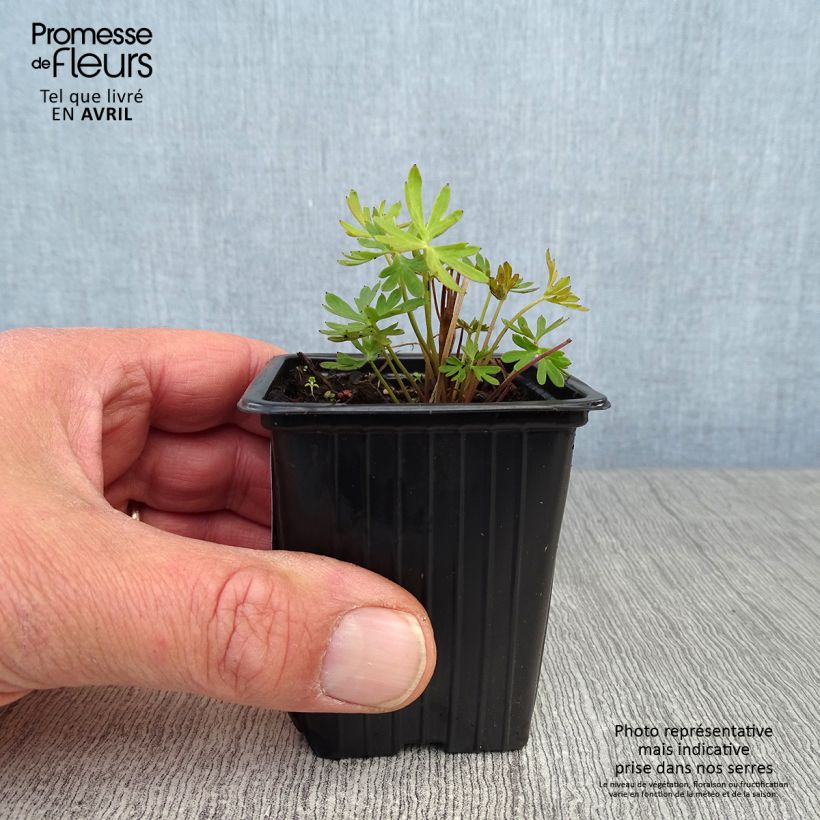 Delphinium grandiflorum - Speronella Vasetto da 7/8 cm esemplare consegnato in primavera