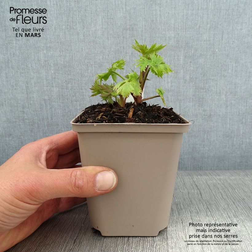 Delphinium Finsteraarhorn - Speronella Vasetto da 8/9 cm esemplare consegnato in inverno