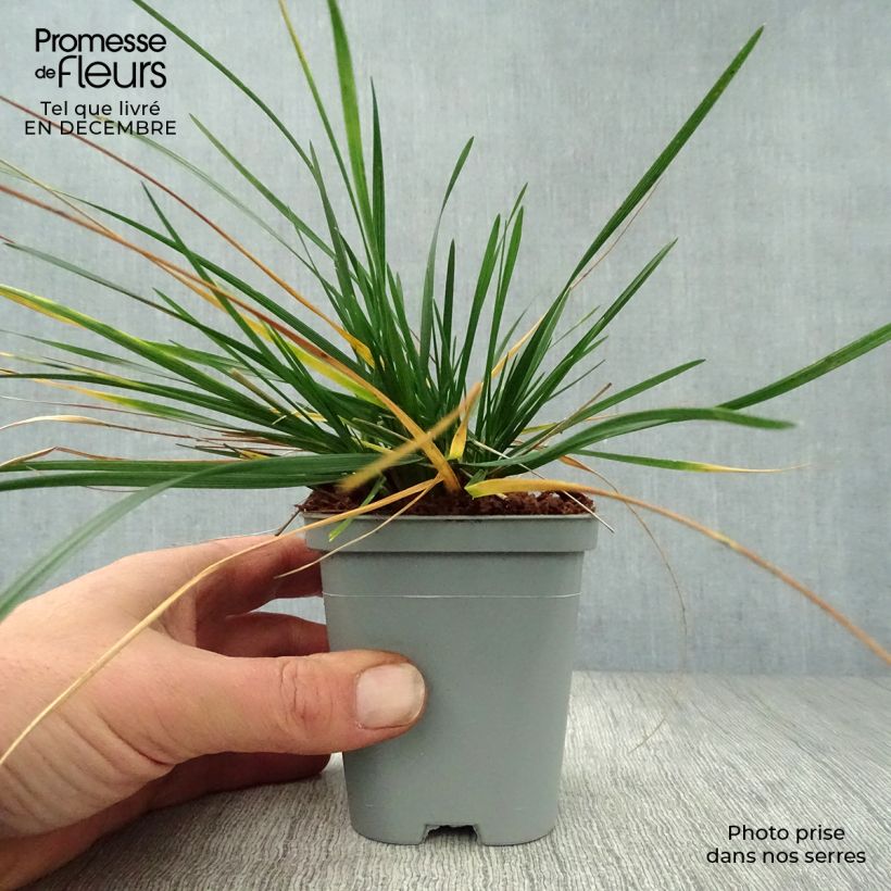 Deschampsia caespitosa Vasetto da 8/9 cm esemplare consegnato in inverno