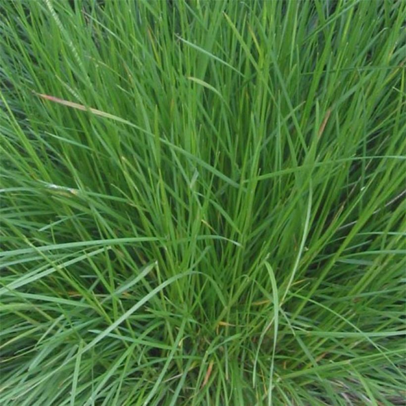 Deschampsia caespitosa Bronzeschleier (Fogliame)