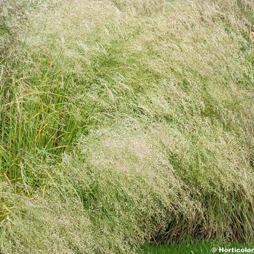 Deschampsia caespitosa Bronzeschleier (Fioritura)