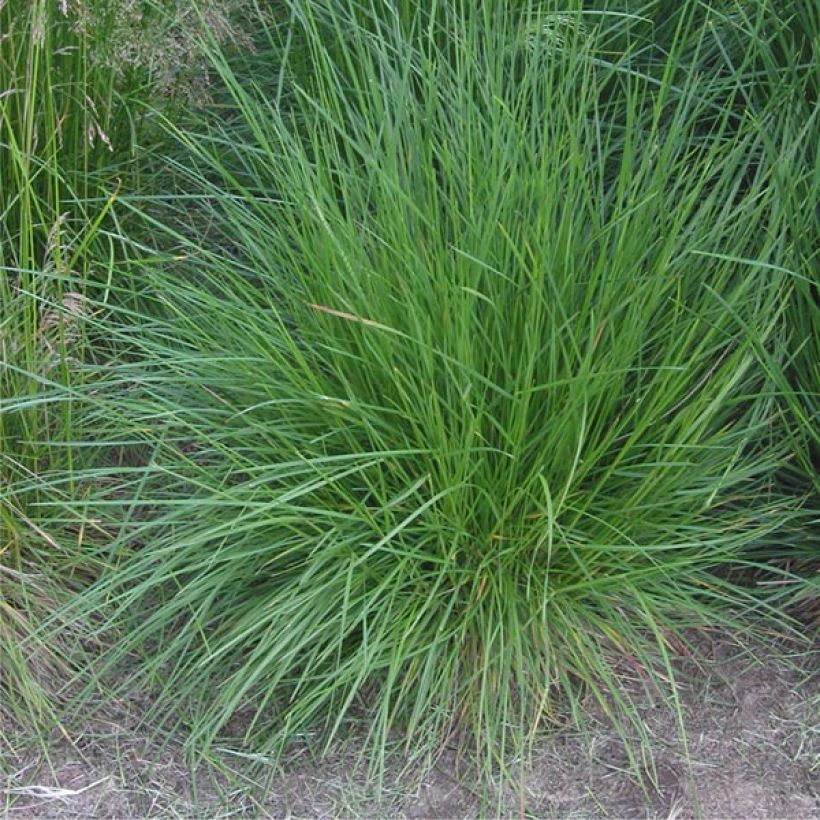 Deschampsia caespitosa Bronzeschleier (Porto)