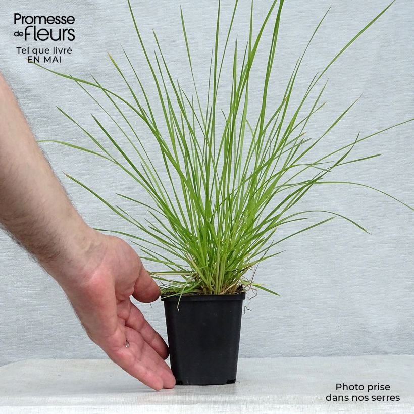 Deschampsia caespitosa Bronzeschleier Vasetto da 8/9 cm esemplare consegnato in primavera