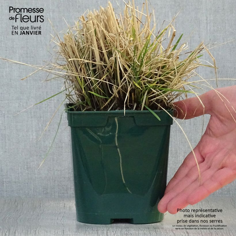 Deschampsia caespitosa Vaso da 2L/3L esemplare consegnato in inverno