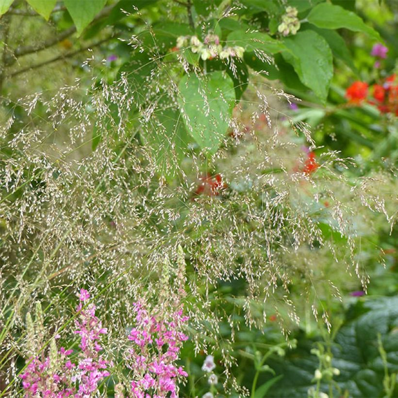 Deschampsia caespitosa Goldschleier (Fioritura)