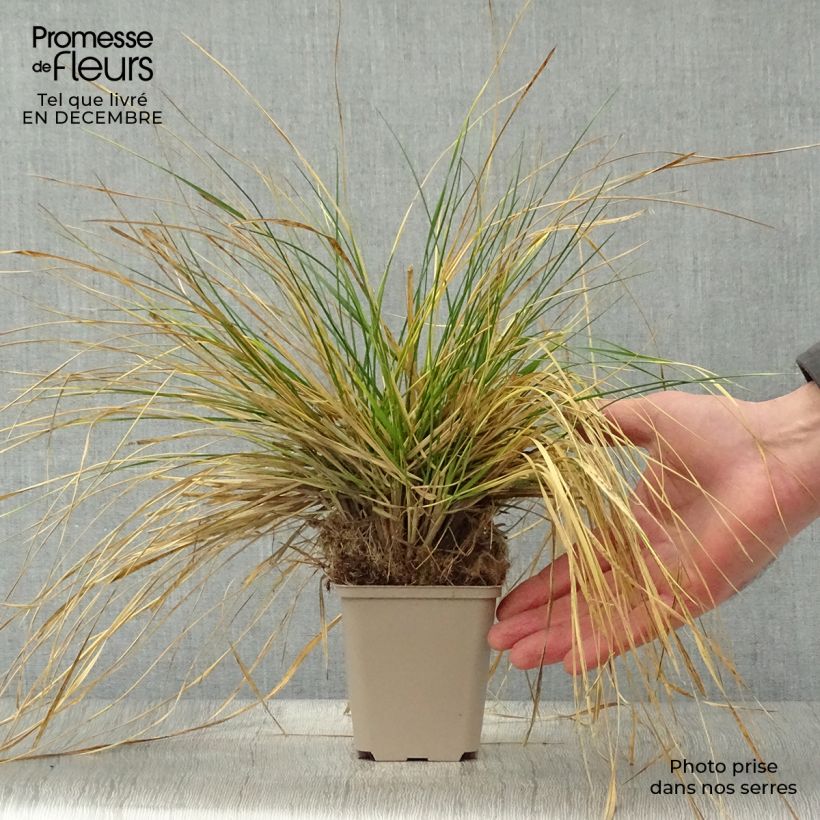 Deschampsia caespitosa Goldschleier Vasetto da 8/9 cm esemplare consegnato in inverno