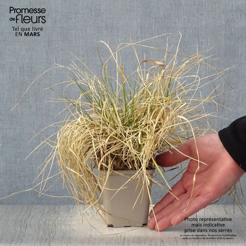 Deschampsia caespitosa Goldschleier Vasetto da 8/9 cm esemplare consegnato in primavera