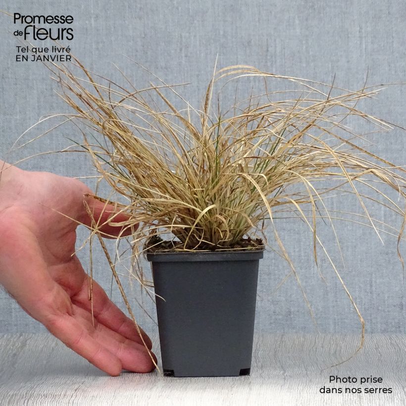 Deschampsia caespitosa Goldtau Vasetto da 8/9 cm esemplare consegnato in inverno