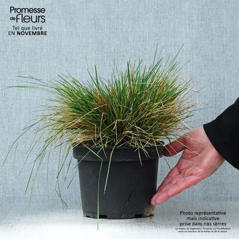 Esemplare di Deschampsia caespitosa Goldtau Vaso da 2L/3L come consegnato in autunno