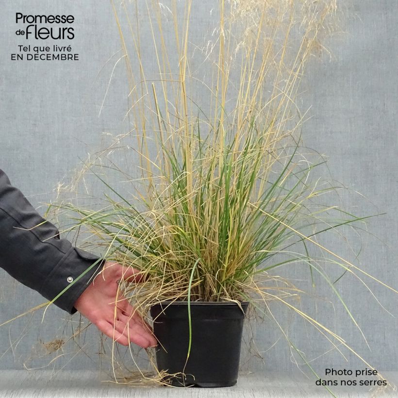 Deschampsia caespitosa Goldtau Vaso da 2L/3L esemplare consegnato in inverno