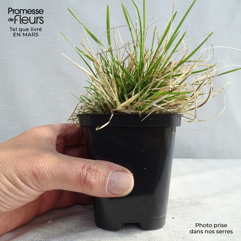 Deschampsia caespitosa Pixie Fountain Vasetto da 8/9 cm esemplare consegnato in inverno