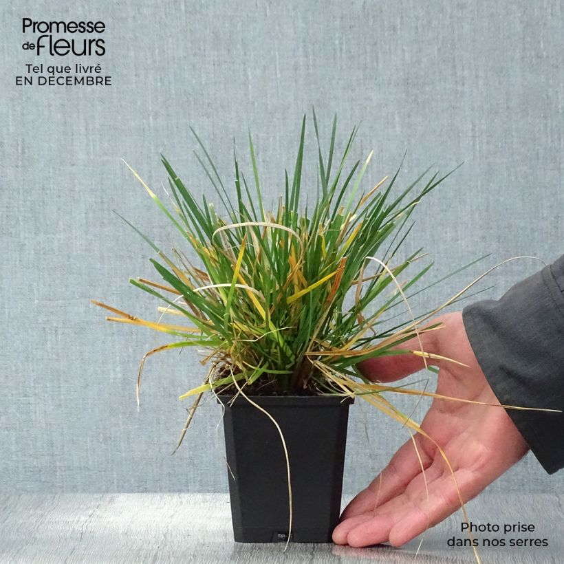 Deschampsia caespitosa Tardiflora Vasetto da 8/9 cm esemplare consegnato in inverno