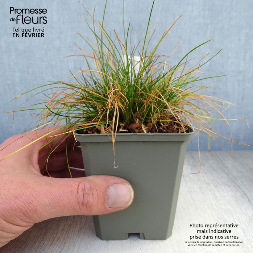 Deschampsia flexuosa Vasetto da 8/9 cm esemplare consegnato in inverno