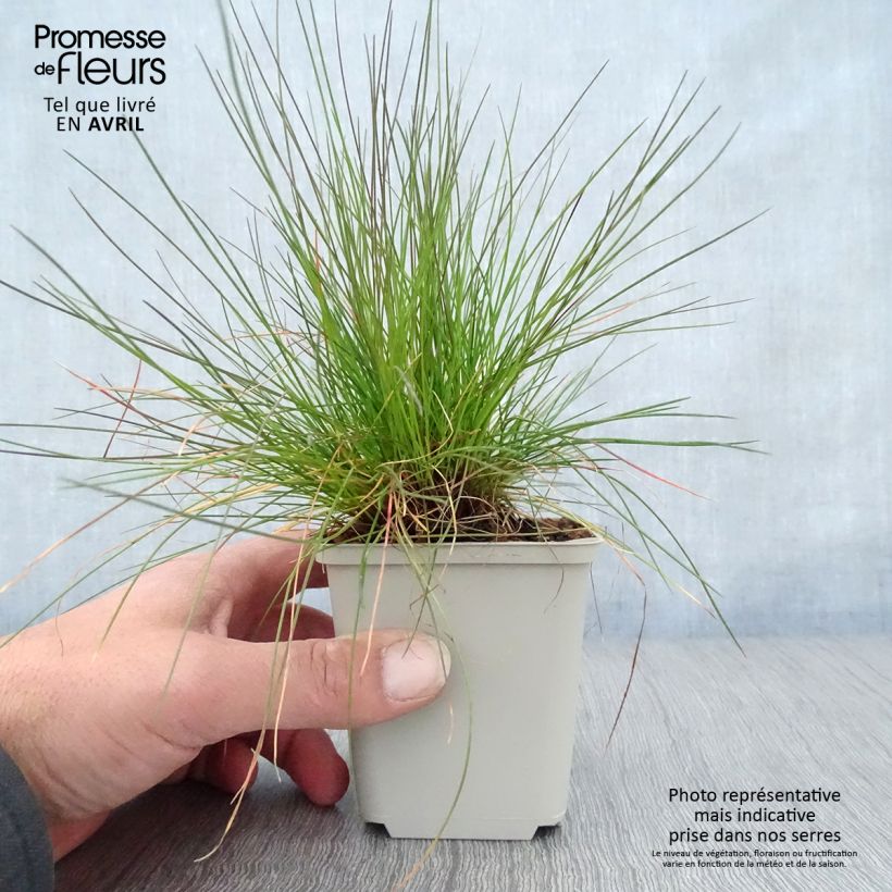 Deschampsia flexuosa Vasetto da 8/9 cm esemplare consegnato in primavera