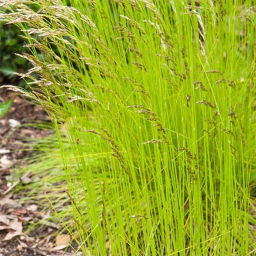 Deschampsia flexuosa Tatra Gold (Fogliame)