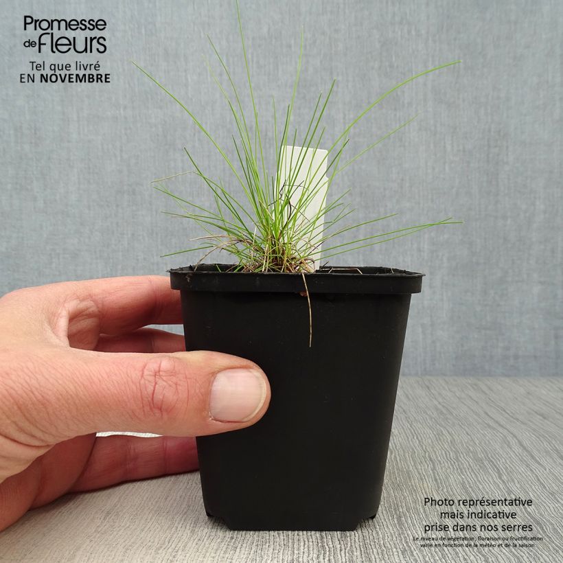 Esemplare di Deschampsia flexuosa Tatra Gold Vasetto da 8/9 cm come consegnato in autunno