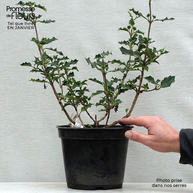 Desfontainia spinosa Vaso da 3L/4L esemplare consegnato in inverno