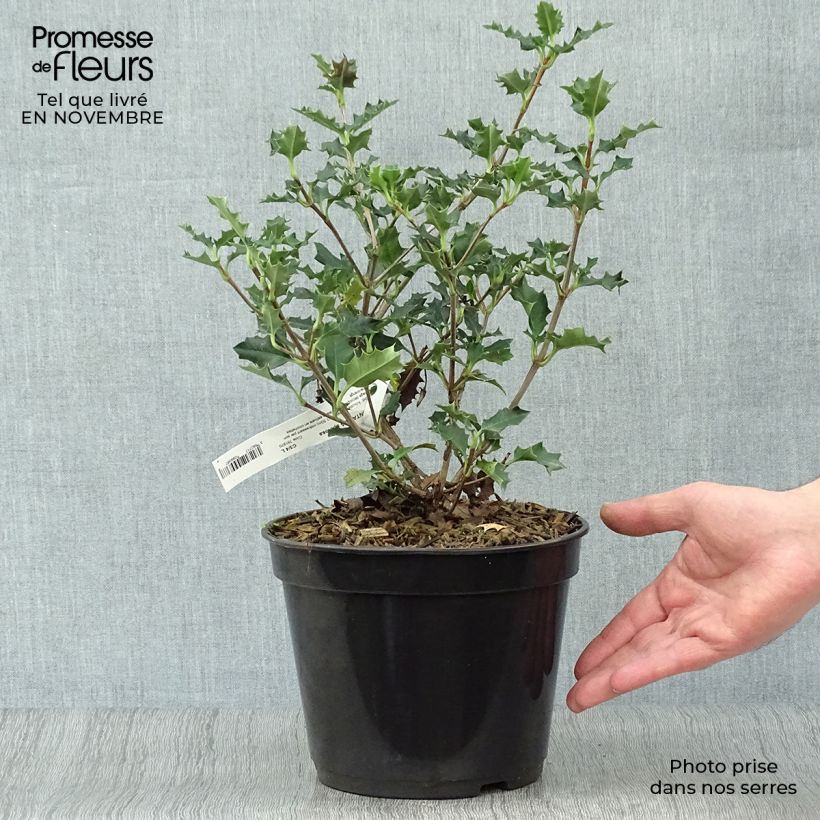 Esemplare di Desfontainia spinosa Vaso da 3L/4L come consegnato in autunno