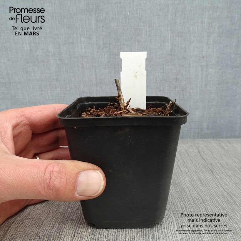 Desmodium nudiflorum Vasetto da 8/9 cm esemplare consegnato in inverno