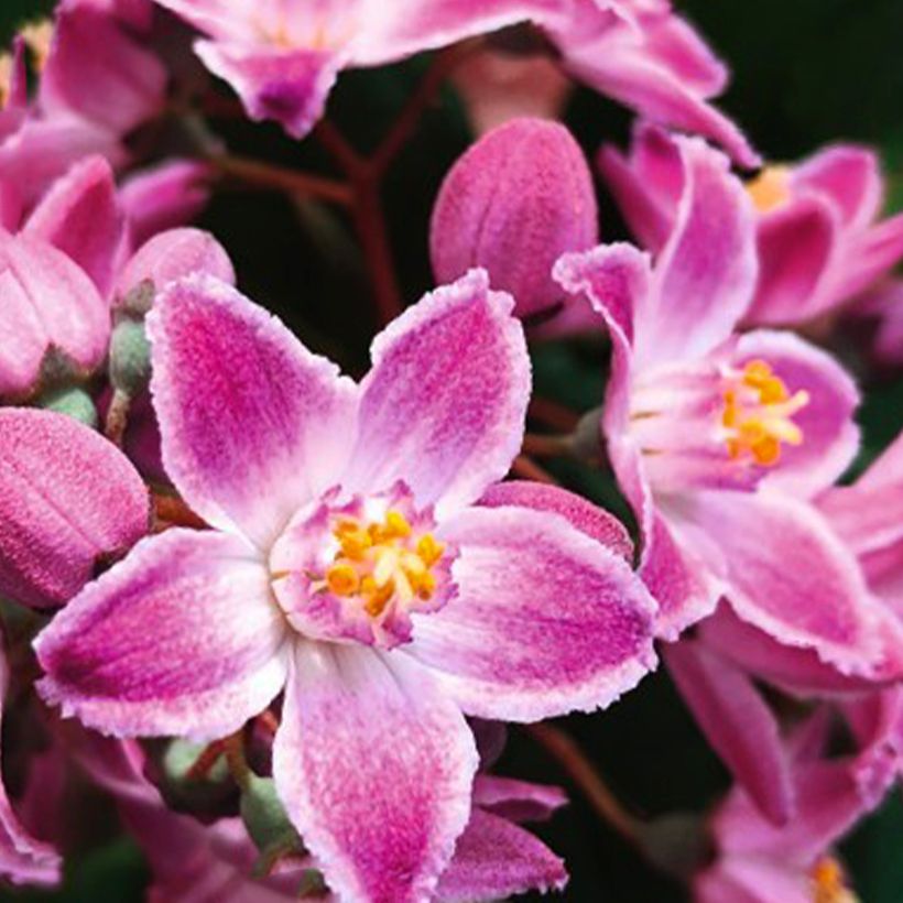 Deutzia Million Stars Pink Cloud (Fioritura)