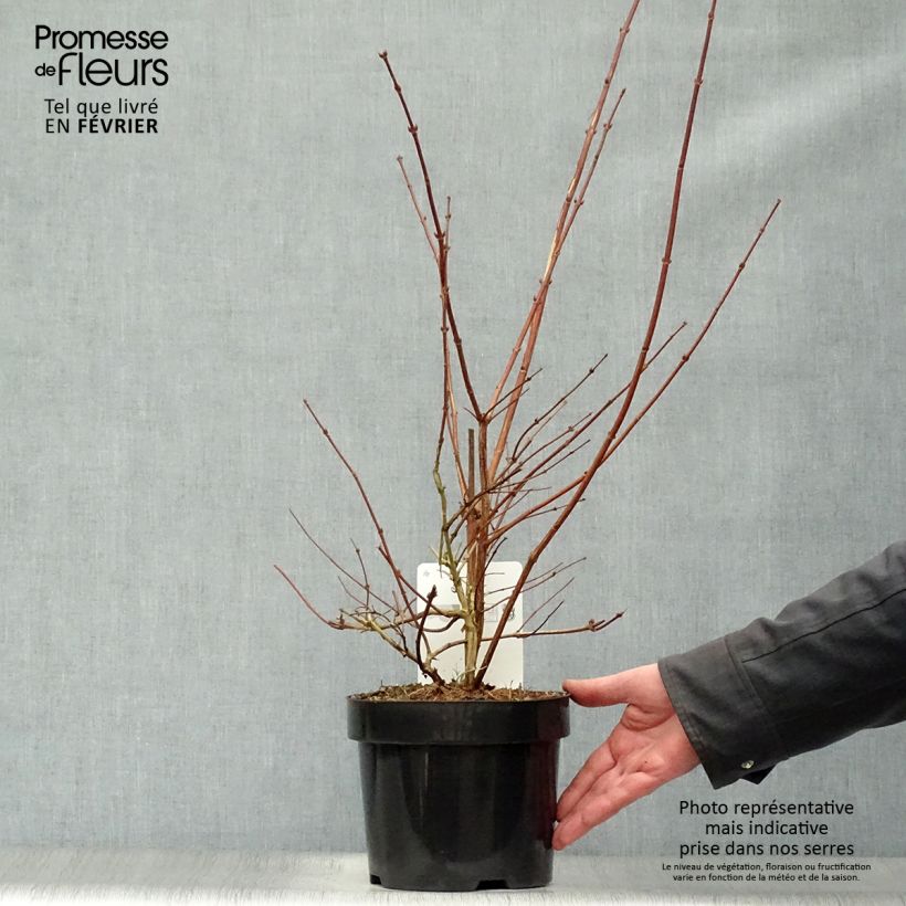 Deutzia Perle Rose Vaso da 3L/4L esemplare consegnato in inverno